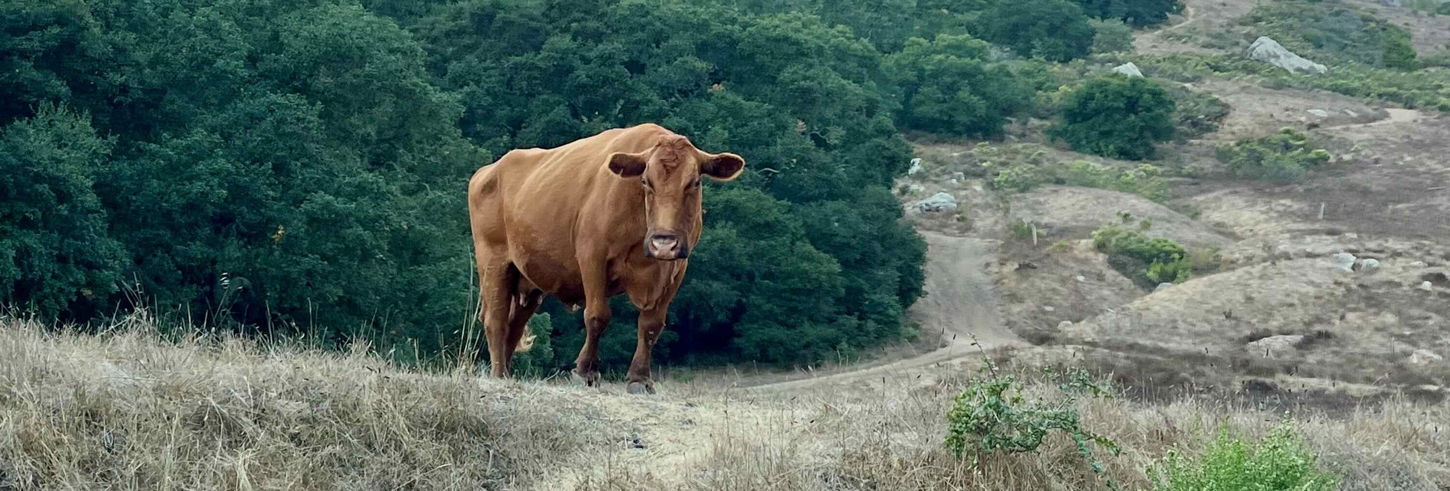 Cow